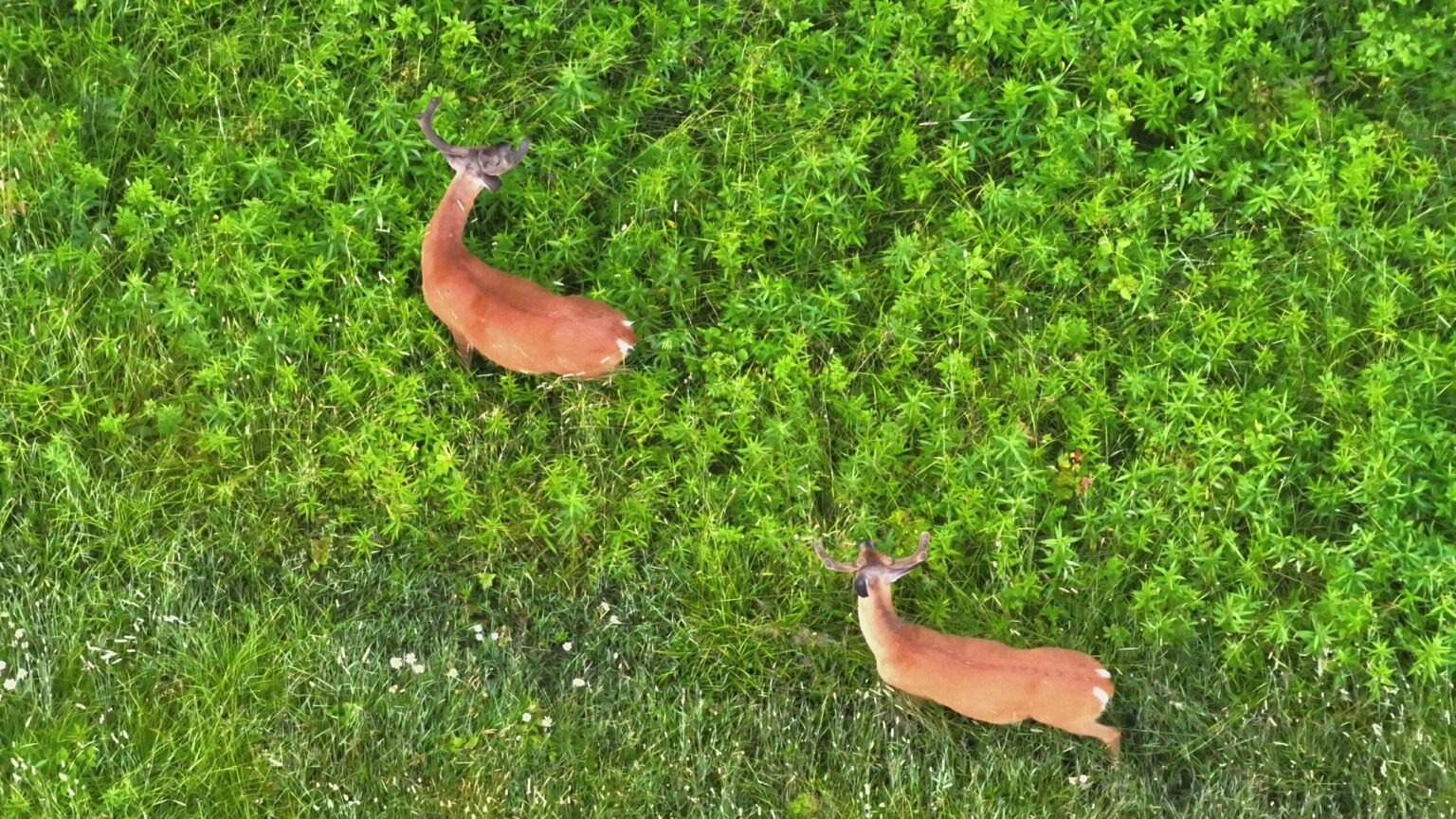 Bucks in Velvet