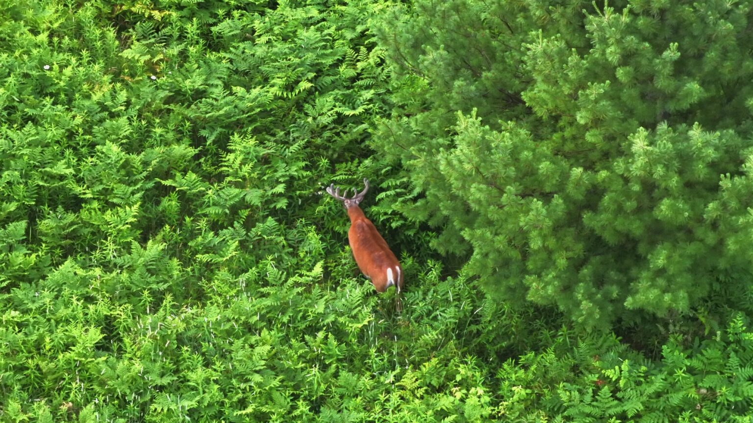 Drone Deer Recovery